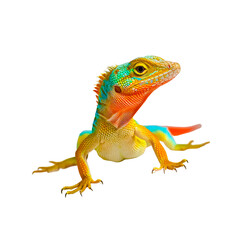 Obraz premium Vibrant Anole Lizard Displaying Dewlap on White Background
