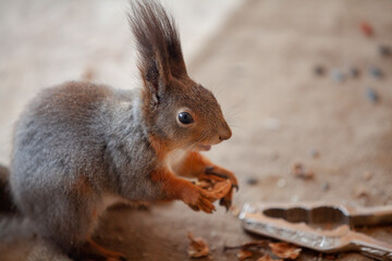 Squirrel sits on burlap and gnaws nut close-up