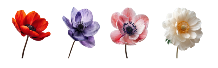 Set of anemone flowers isolated on transparent background.
