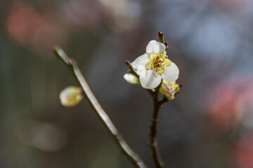 春に咲く美しい梅の花