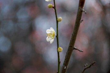 春に咲く美しい梅の花