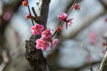 春に咲く美しい梅の花