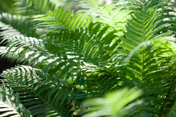 Green fern thickets