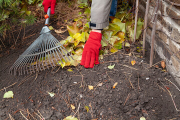 Hands in gloves collect fallen leaves in front of  fence..