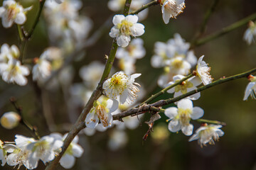 春に咲く美しい梅の花