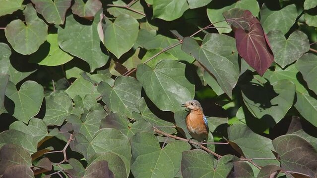 male eastern bluebird (Sialia sialis) on redbud tree 