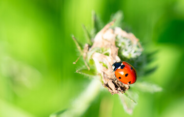 Ladybug on a meadow, macro of a bug insect, beetle climbing up a flower, coccinellidae