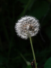 Fototapeta premium Dandelion close up on green blurred background