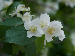 Blooming jasmine shrub on summer day. Blossoming Jasmine flowers in spring garden. Beauty in nature.