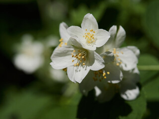 Blooming jasmine shrub on summer day. Blossoming Jasmine flowers in spring garden. Beauty in nature.