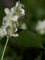 Blooming jasmine shrub on summer day. Blossoming Jasmine flowers in spring garden. Beauty in nature.