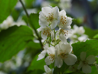 Blooming jasmine shrub on summer day. Blossoming Jasmine flowers in spring garden. Beauty in nature.