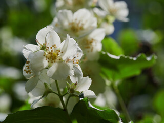 Blooming jasmine shrub on summer day. Blossoming Jasmine flowers in spring garden. Beauty in nature.