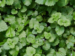 Herb wall, plant wall, natural green wallpaper and background. nature wall. Nature background of green forest