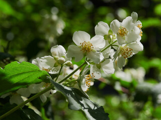 Blooming jasmine shrub on summer day. Blossoming Jasmine flowers in spring garden. Beauty in nature.