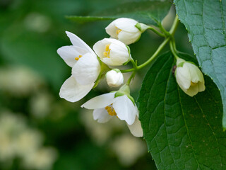 Blooming jasmine shrub on summer day. Blossoming Jasmine flowers in spring garden. Beauty in nature.