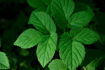 Fresh bright green leaves of the plant, taken directly and closeup. The plant with the botanical name aegopodium podagraria