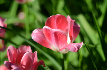 An isolated pale pink tulip with selective focusing. A delicate pink flower taken close-up in a field on a blurred background of green grass