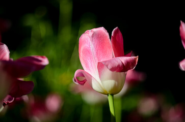 A pink flower with delicate petals. Photo of a tulip with a bokeh effect, closeup