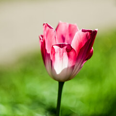 Pink tulip bud isolated on a blurred background. Delicate flower with pale petals. Closeup view