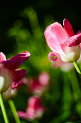 Vertical composition with pink flowers on a blurred background. Beautiful tulip buds closeup view