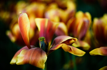 Beautiful blooming tulip with a separate delicate petals. A photo with a blurred background in the field. The flower is a bright red-orange color