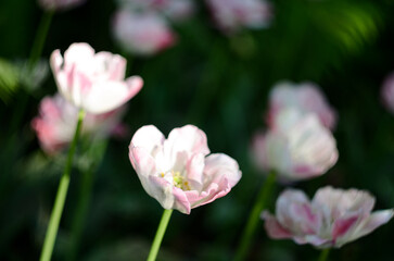 Blooming delicate pink tulips. Focusing on a single flower. Blurred background with a bokeh effect