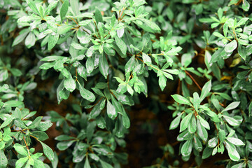 freshness in nature closeup of lush green bush with glistening water droplets on leaves