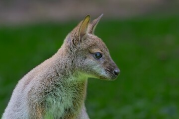 Un jeune wallaby curieux de découvrir le monde