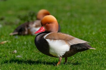 Un canard Nette Rousse