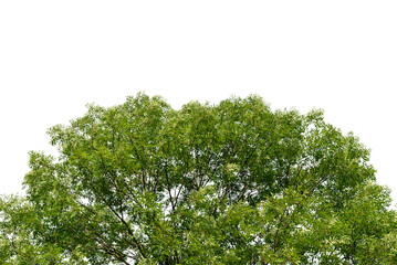 Ash tree canopy isolated, suitable as a frame border