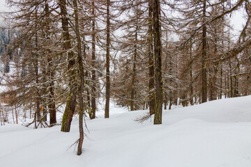 a forest covered in snow