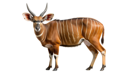 a bongo, which is a type of antelope. Bongos have a rich chestnut coat with vertical white stripes on their body