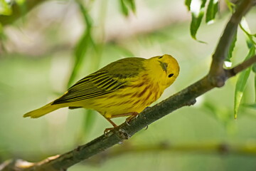 Yellow Warbler