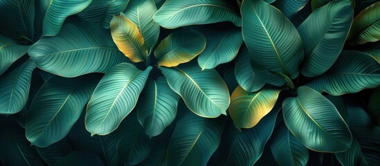 close up texture of tropical banana leaves, large dark green palm leaves