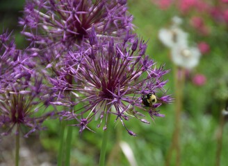 Bumblebee collecting nectar on a purple Allium flower