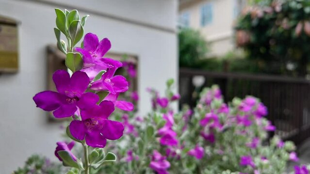 Close up Blooming purple sage, texas ranger, silverleaf or white sage in the garden.