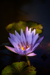 Water lily