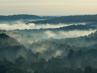 A foggy morning in a forest