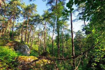 Denecourt forest path 12 in the hill of the Canon rock.  Fontainebleau forest