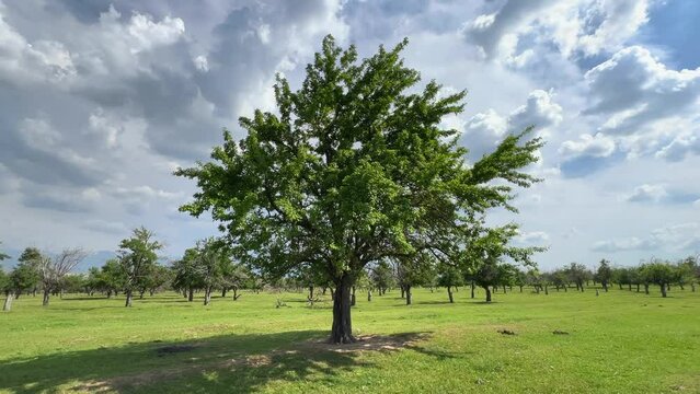 Lonely apple tree in an apple orchard. Calm natural landscape