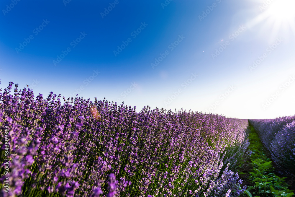 Canvas Prints Lavendelfeld bei Dobrich in Bulgarien