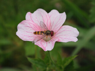 Marmalade hover fly (Episyrphus balteatus), male sitting on a pink geranium flower	
