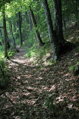 footpath in the woods
