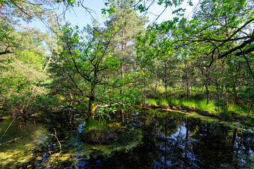 Temporary pond in Trois Pignons forest. Fontainebleau massif