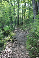 path in the forest