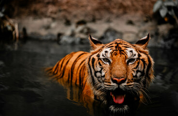 Wild Tiger Roaming Between Rocks and Enclosure in Zoo