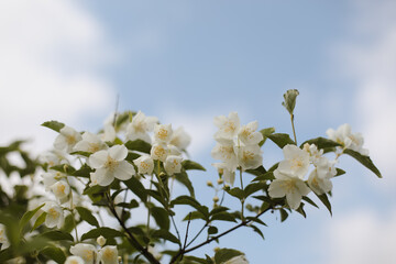 Blooming jasmine shrub on summer day. Blossoming Jasmine flowers in spring garden. Beauty in nature.