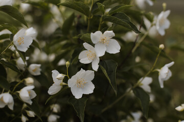 Blooming jasmine shrub on summer day. Blossoming Jasmine flowers in spring garden. Beauty in nature.