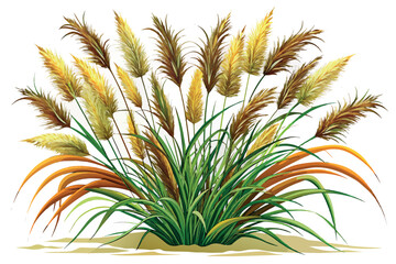 Fototapeta premium This is a botanical illustration of a bed of ornamental grasses with feathery plumes in various shades of green, yellow and brown. The grass is dense at the base, with long narrow leaves